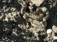 Incontri a 10cm dalle mie gomme... sicuramente l'ho spaventata più io di quanto non fossi personalmente, ma poi si è calmata e si è spostata in tutta la sua eleganza fuori dal sentiero...