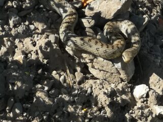 Incontri a 10cm dalle mie gomme... sicuramente l'ho spaventata più io di quanto non fossi personalmente, ma poi si è calmata e si è spostata in tutta la sua eleganza fuori dal sentiero...