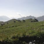 sorpresa nei prati mediani