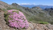 Fiori e monte Rosa.