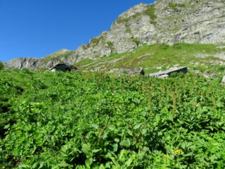 Alpe Casias