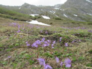 soldanelle