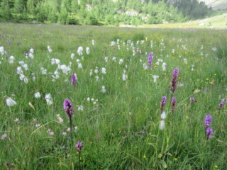 Orchidee e Eriofori