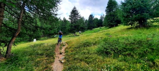 Ormai nel bosco