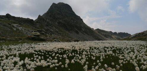 Spettacolare fioritura