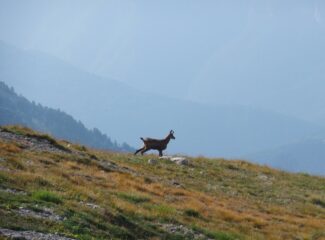 Camoscio sul crinale del Mongioie