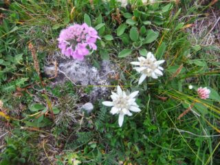 Stelle alpine