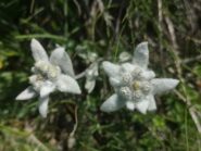 Ieri tante stelle alpine!