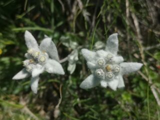 Ieri tante stelle alpine!