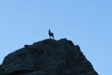 camoscio di guardia poco sotto Levionaz