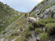 In discesa, nel tratto che richiede più attenzione