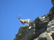 Il padrone di casa alla cresta sud