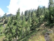 L'ameno percorso che conduce alla Bocchetta di Muino