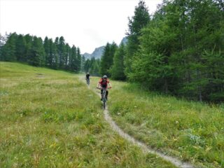 Via libera nel tratto del bosco...