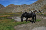 Un incontro nel vallone d’Arbolle dopo il rifugio