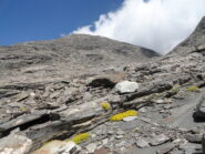 Un po di colore nella pietraia e sullo sfondo la Punta d'Arnas.
