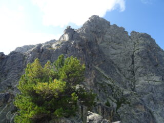 Lo spigolo dalla forcella con pino