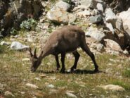 Stambecco solitario