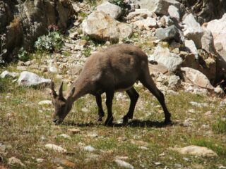 Stambecco solitario