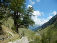 il larice plurisecolare, stimati oltre 600 anni,  nel Vallone del Piz