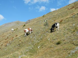 bella e lunga discesa, sempre ben ciclabile