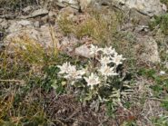 Stelle Alpine 1