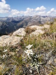 Stelle Alpine 2 