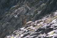 fauna locale in siesta