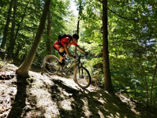 Nel bosco, l'ombra non guasta!