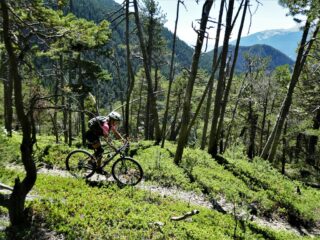 Tratti scorrevoli nel bosco.