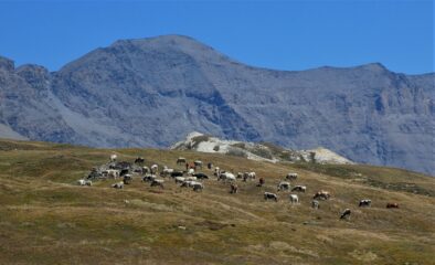 Punta Roncia