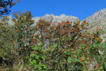 Molti frutti del sorbo quest'anno