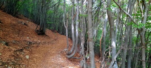 La bella faggeta ad inizio gita