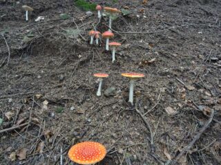 paese dei puffi