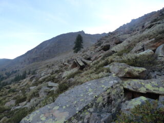 In direzione dell'abete isolato
