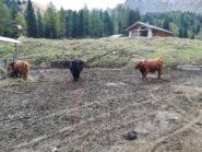 Yak nei pressi del Lagusel