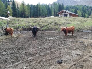 Yak nei pressi del Lagusel