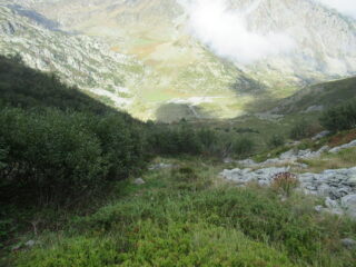 La salita tra rododendri e ontani dalla Colla del Pizzo