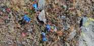 Fiori fuori stagione..