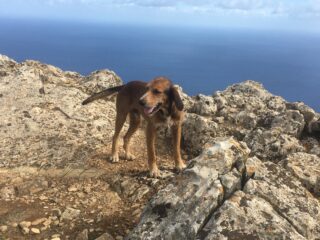 Lo spinone marettimaro