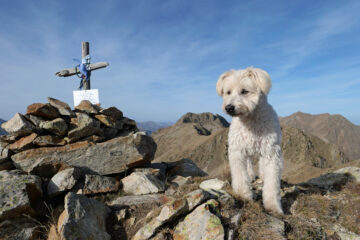 Buck sulla punta Tesina