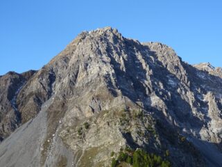 monte Freid