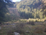 Bramito del cervo in lontananza