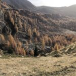 Alberi in livrea autunnale