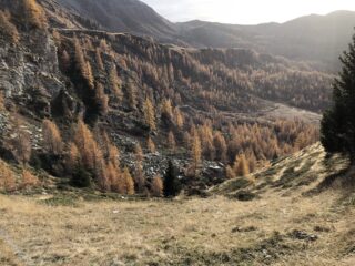 Alberi in livrea autunnale