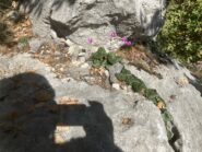 Gruppetto di ciclamini su L2