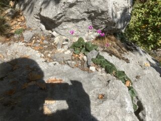 Gruppetto di ciclamini su L2