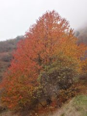 ancora grandi colori autunnali