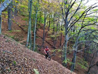 Foglie ormai abbondanti ovunque.