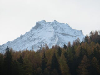 Grivola